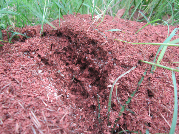 公園、社區(qū)、校園等公共場(chǎng)所進(jìn)行有效紅火蟻防制